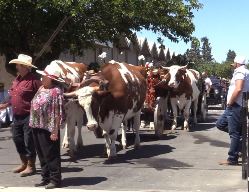 Portuguese Festa